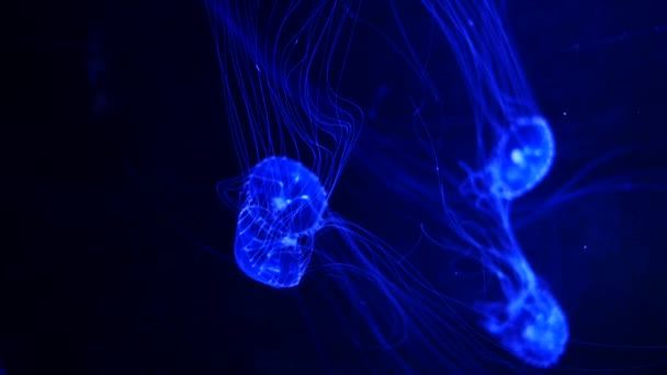 Close Jellyfish Medusa Fish Tank Neon Light Jellyfish Free Swimming — Stock Video