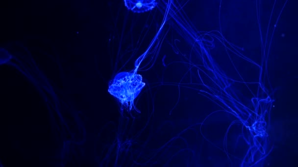 Close Jellyfish Medusa Fish Tank Neon Light Jellyfish Free Swimming — Stock Video