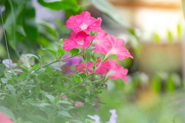 Bahçe süslemek asmak için renkli çiçekler.