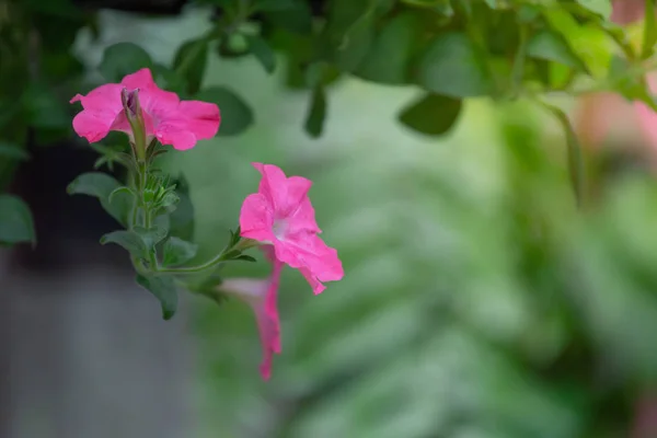 Kleurrijke Bloemen Voor Opknoping Voor Het Decoreren Van Tuin — Stockfoto