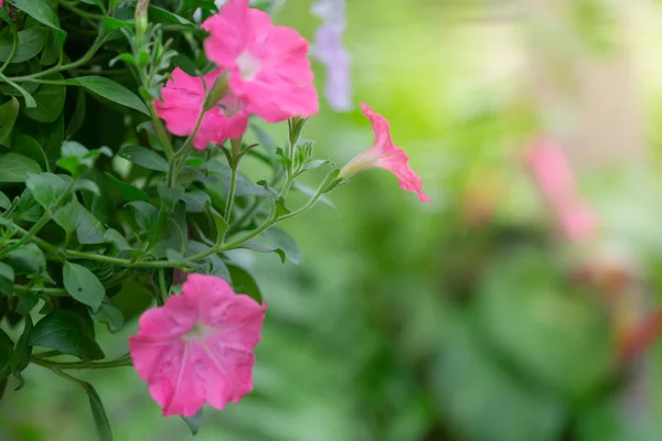 Colorful flowers for hanging to decorate the garden.