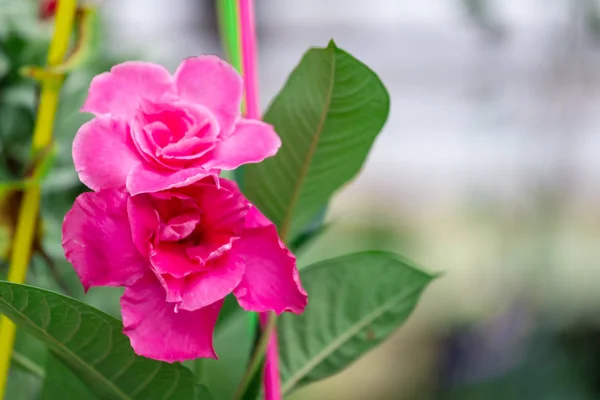 Colorful Flowers Hanging Decorate Garden — Stock Photo, Image