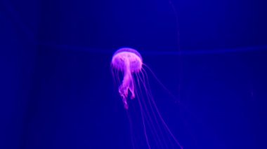 Yakın çekim denizanası, Medusa fish tank neon ışık ile. Denizanası genellikle saydamdır jellylike bell - veya daire biçimli bir vücut ile free-swimming deniz coelenterate olduğunu.