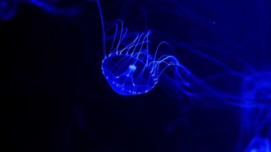 Yakın çekim denizanası, Medusa fish tank neon ışık ile. Denizanası genellikle saydamdır jellylike bell - veya daire biçimli bir vücut ile free-swimming deniz coelenterate olduğunu.