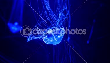 Yakın çekim denizanası, Medusa fish tank neon ışık ile. Denizanası genellikle saydamdır jellylike bell - veya daire biçimli bir vücut ile free-swimming deniz coelenterate olduğunu.