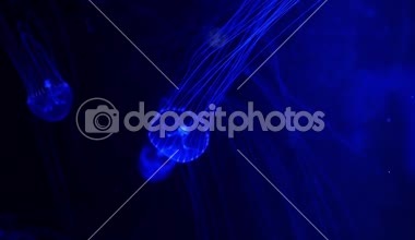 Yakın çekim denizanası, Medusa fish tank neon ışık ile. Denizanası genellikle saydamdır jellylike bell - veya daire biçimli bir vücut ile free-swimming deniz coelenterate olduğunu.