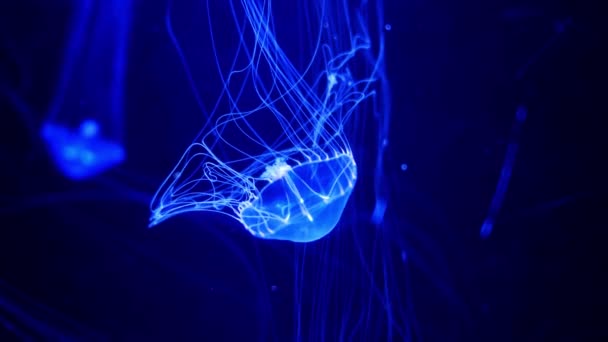 Nahaufnahme Quallen Medusa Fischbecken Mit Neonlicht Quallen Sind Frei Schwimmende — Stockvideo