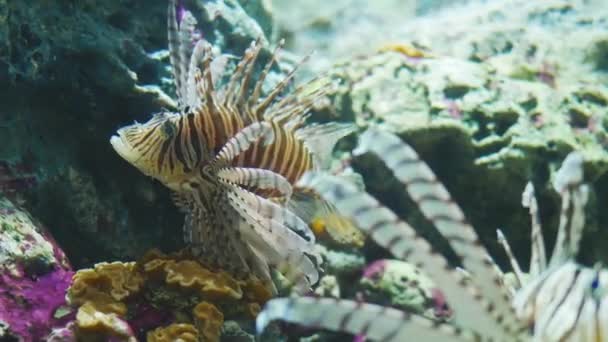 Piękne Ryby Akwarium Dekoracji Wodnych Roślin Podłoże Kolorowe Ryby Akwarium — Wideo stockowe