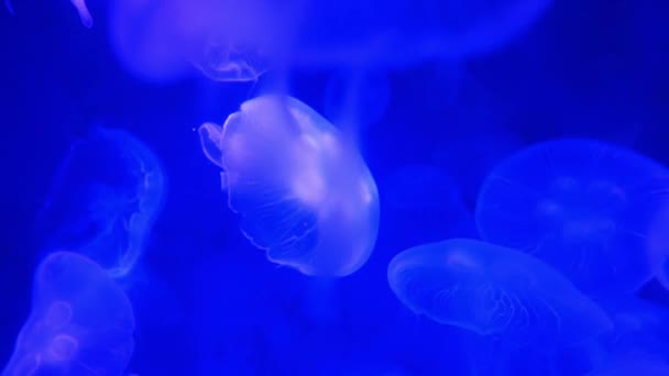 Jellyfish Primer Plano Medusa Pecera Con Luz Neón Las Medusas — Vídeos de Stock