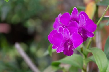 Orkide çiçek, Salepgiller çoğu yaygın orkide aile olarak bilinen renkli ve güzel kokulu, çoğu kez blooms ile çiçekli bitkilerin çeşitli ve yaygın aile.
