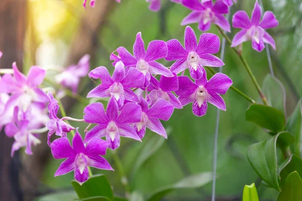 Orchidea Orchidaceae Sono Una Famiglia Diversificata Diffusa Piante Fiore Con — Foto Stock