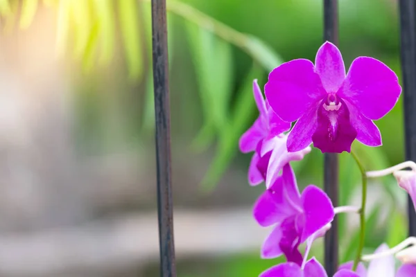 Orchidea Orchidaceae Sono Una Famiglia Diversificata Diffusa Piante Fiore Con — Foto Stock