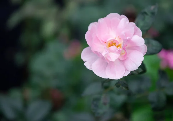 Beautiful Pink Rose Flower Garden Nature Background — Stock Photo, Image