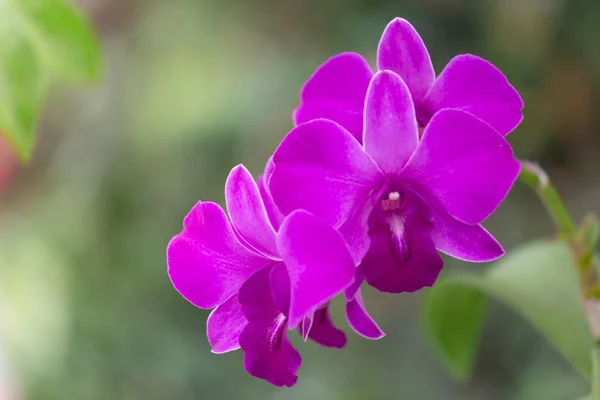 Orchid Flower Orchidaceae Diverse Widespread Family Flowering Plants Blooms Often — Stock Photo, Image