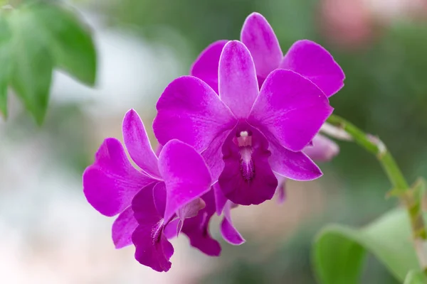 Flor Orquídea Las Orchidaceae Son Una Familia Diversa Extendida Plantas — Foto de Stock