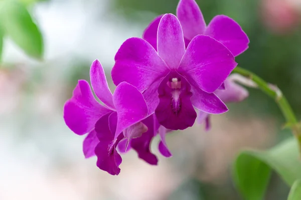 Orchid Flower Orchidaceae Diverse Widespread Family Flowering Plants Blooms Often — Stock Photo, Image