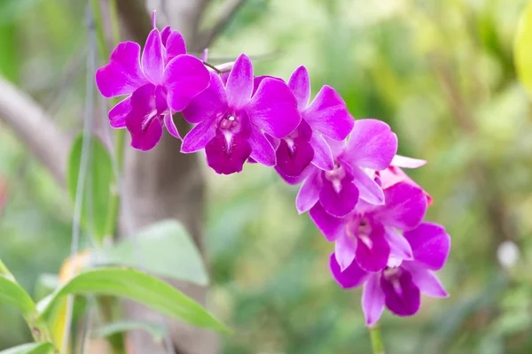Orchid flower, The Orchidaceae are a diverse and widespread family of flowering plants, with blooms that are often colourful and fragrant, commonly known as the orchid family.