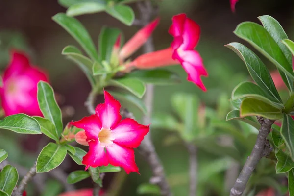 Beautiful Flower Garden Nature Background — Stock Photo, Image