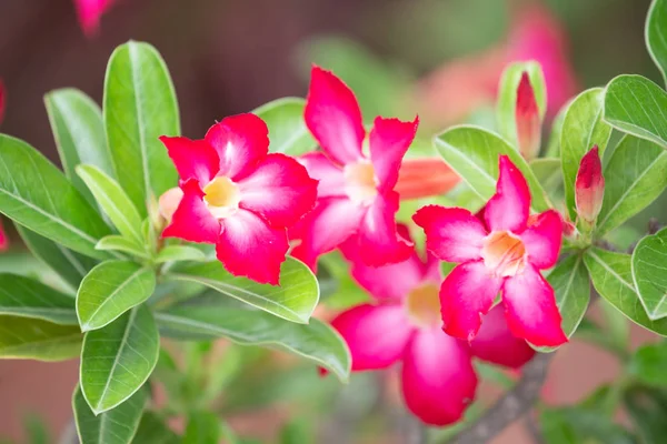 Krásná Květina Zahradě Přírodní Pozadí — Stock fotografie