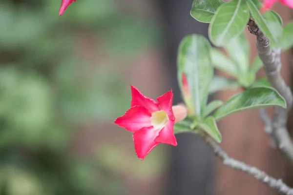 Beautiful Flower Garden Nature Background — Stock Photo, Image