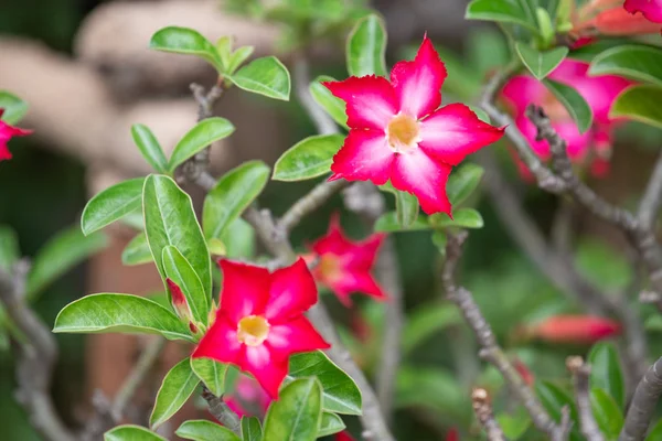 Beautiful Flower Garden Nature Background — Stock Photo, Image