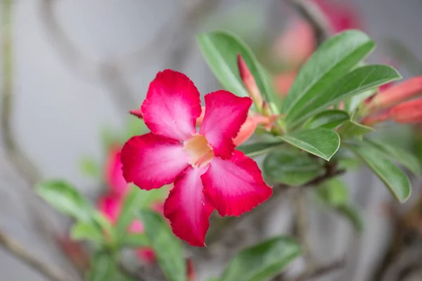 Beautiful Flower Garden Nature Background — Stock Photo, Image