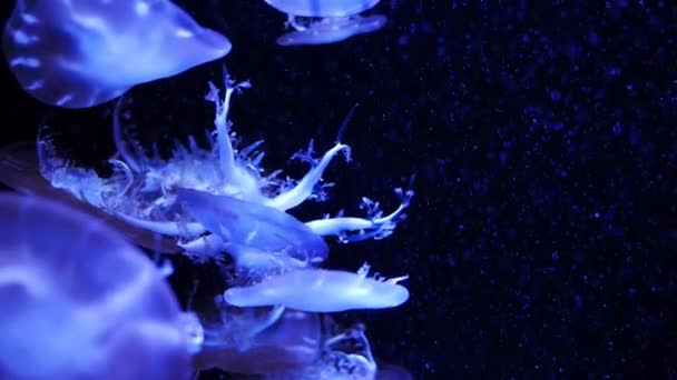 特写水母 水母在鱼缸与霓虹灯 水母是自由游泳的海洋腔肠动物与湿乎乎钟或飞碟形状的身体 通常是透明的 — 图库视频影像