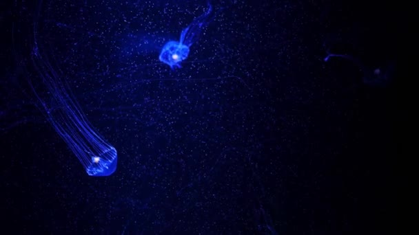 Közeli Kép Medúza Medúza Akvárium Neon Fénnyel Medúza Kocsonyás Bell — Stock videók
