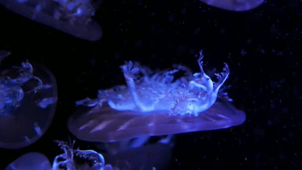 Close Jellyfish Medusa Fish Tank Neon Light Jellyfish Free Swimming — Stock Video