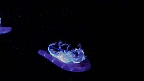 Jellyfish Primer Plano Medusa Pecera Con Luz Neón Las Medusas — Vídeo de stock