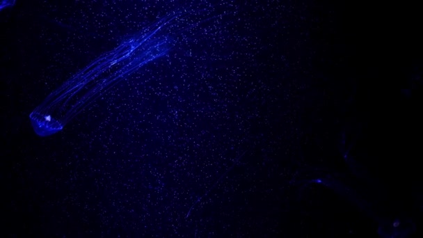 Meduza Rezervor Peşte Lumină Neon Meduzele Sunt Coelenterate Marine Înot — Videoclip de stoc