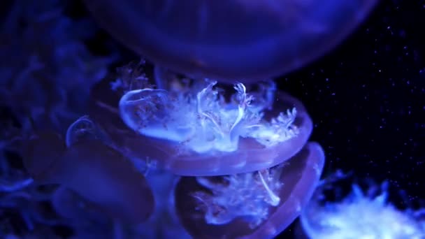 Close Kwallen Medusa Aquarium Met Neon Licht Kwallen Vrijzwemmende Mariene — Stockvideo