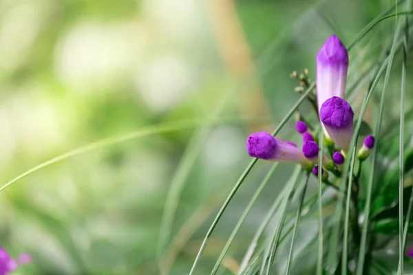 Piękny Kwiat Tle Natura Ogród — Zdjęcie stockowe