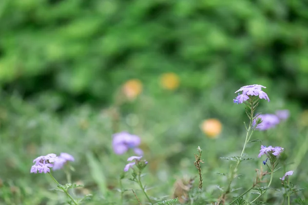 Hermosa Flor Jardín Naturaleza Fondo — Foto de Stock