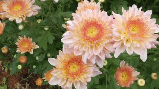 Chrysanthèmes Fleurs Parfois Appelées Mamans Chrysanthes Ils Sont Originaires Asie — Video