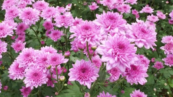 Krysantemum Blomma Ibland Kallas Mums Eller Chrysanths Infödda Till Asien — Stockvideo