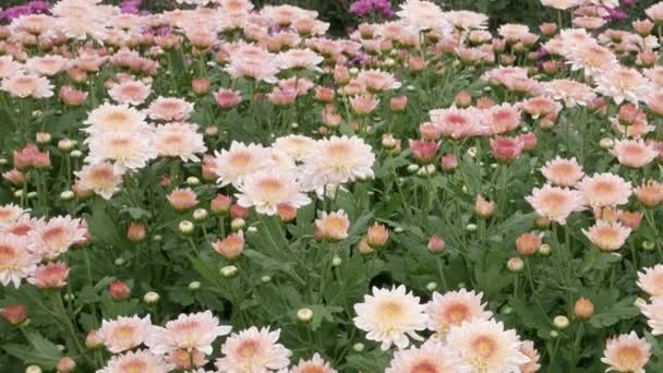 有时被称为菊花或 Chrysanths 它们原产于亚洲和欧洲东北部 大多数物种起源于东亚 多样性中心在中国 — 图库视频影像