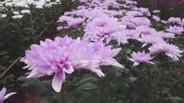 Krysantemum Blomma Ibland Kallas Mums Eller Chrysanths Infödda Till Asien — Stockvideo