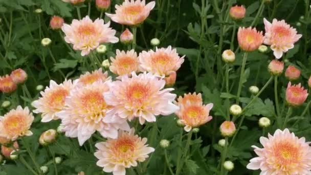 Krysantemum Blomma Ibland Kallas Mums Eller Chrysanths Infödda Till Asien — Stockvideo