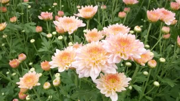 有时被称为菊花或 Chrysanths 它们原产于亚洲和欧洲东北部 大多数物种起源于东亚 多样性中心在中国 — 图库视频影像
