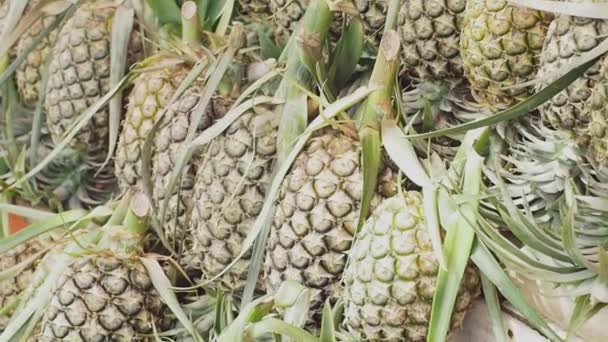 Taze Ananas Üzerinden Satışa Meyve Bahçesi Ananas Birleştiler Çilek Ananas — Stok video