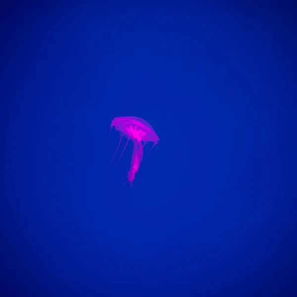 Close Jellyfish Medusa Fish Tank Neon Light Jellyfish Free Swimming — Stock Photo, Image