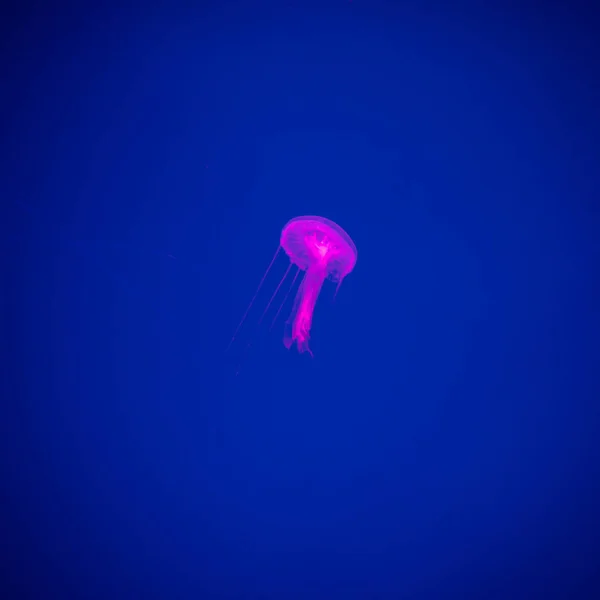 Detail Medúzy Medusa Akváriu Neon Světlem Medúza Larvální Mořských Coelenterate — Stock fotografie