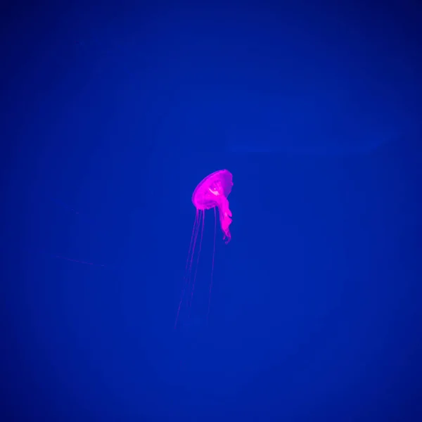 特写水母 水母在鱼缸与霓虹灯 水母是自由游泳的海洋腔肠动物与湿乎乎钟或飞碟形状的身体 通常是透明的 — 图库照片