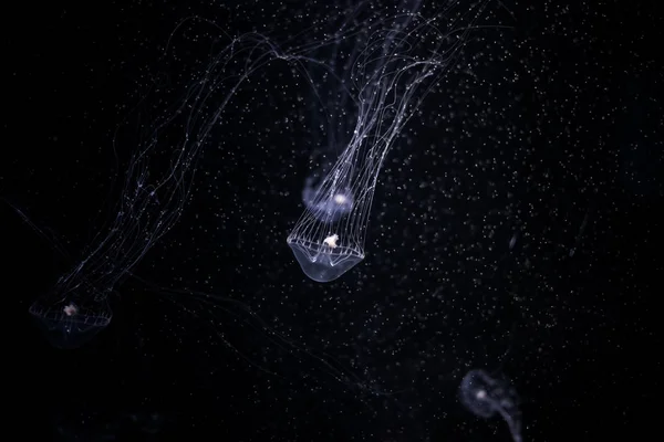 クローズ アップ ネオンの光で水槽にクラゲ 通常透明なゼリー状の鐘またはソーサー状体を持つ自由遊泳性の海洋腔腸動物は します — ストック写真