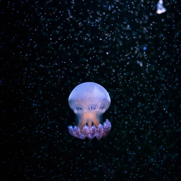 Close Jellyfish Medusa Tangki Ikan Dengan Lampu Neon Ubur Ubur — Stok Foto