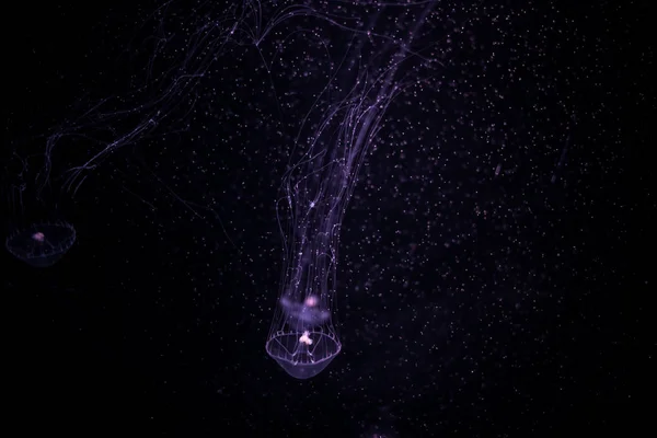 Närbild Maneter Medusa Fisk Tank Med Neonljus Maneter Frisimmande Marina — Stockfoto