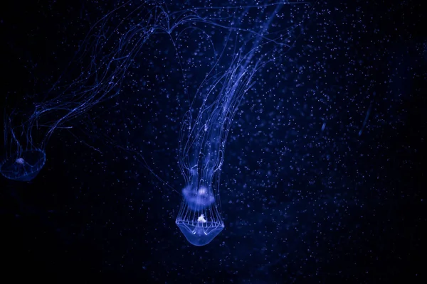 Detail Medúzy Medusa Akváriu Neon Světlem Medúza Larvální Mořských Coelenterate — Stock fotografie