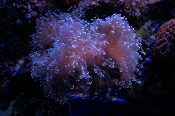 Prachtige Zee Bloem Onderwaterwereld Met Koralen Vissen — Stockfoto