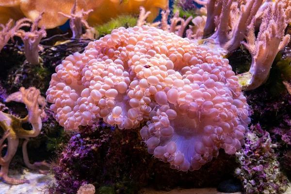 Bellissimo Fiore Mare Nel Mondo Sottomarino Con Coralli Pesci — Foto Stock